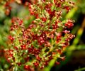 Asperula purpurea